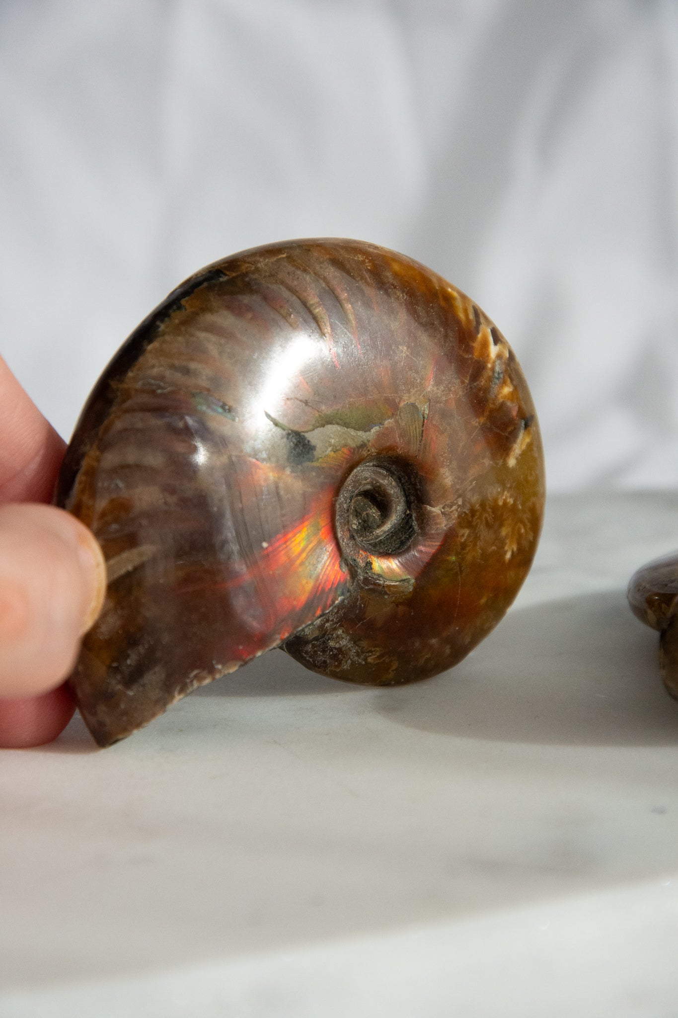 Ammonite irisée