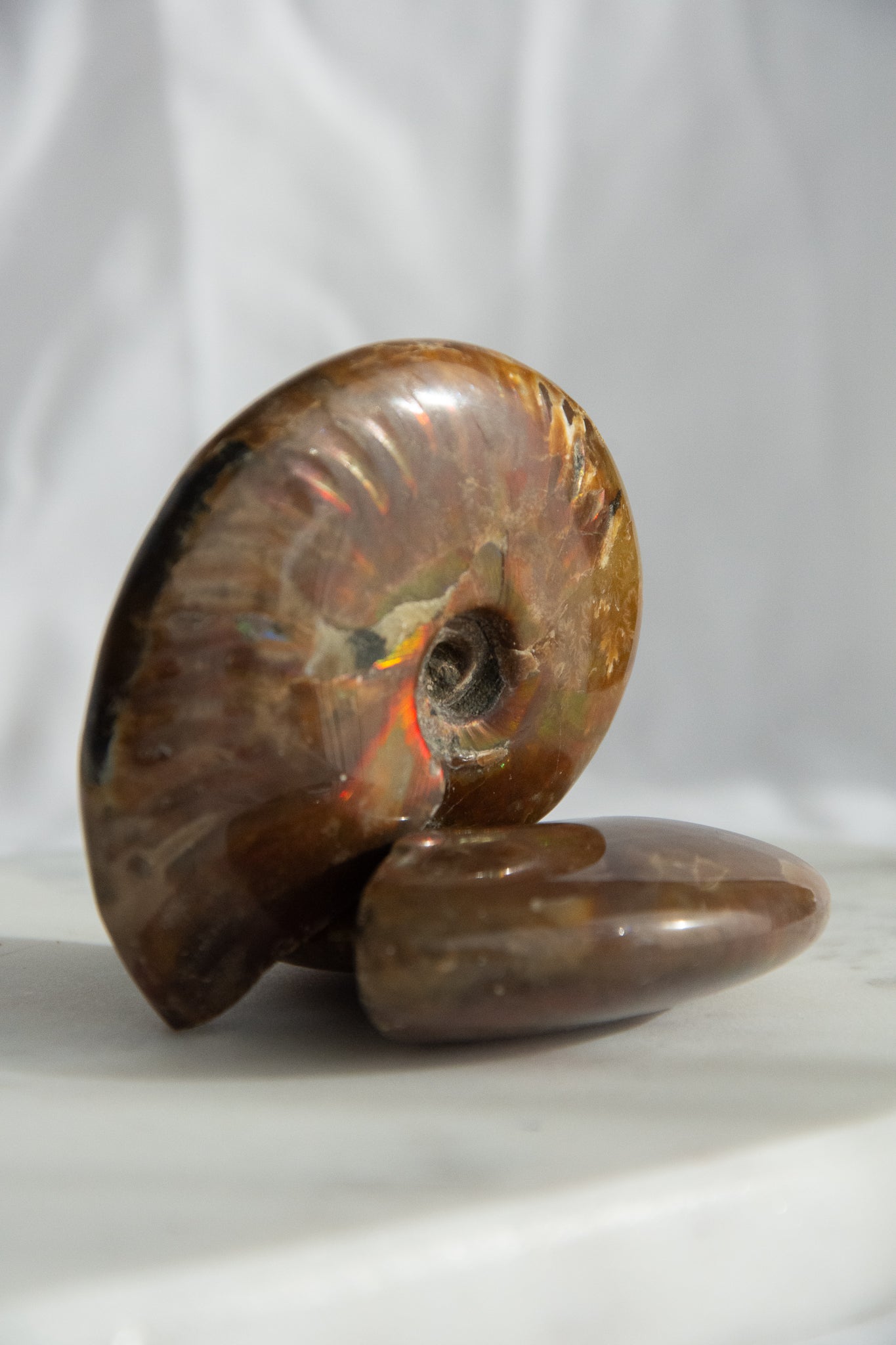 Ammonite irisée