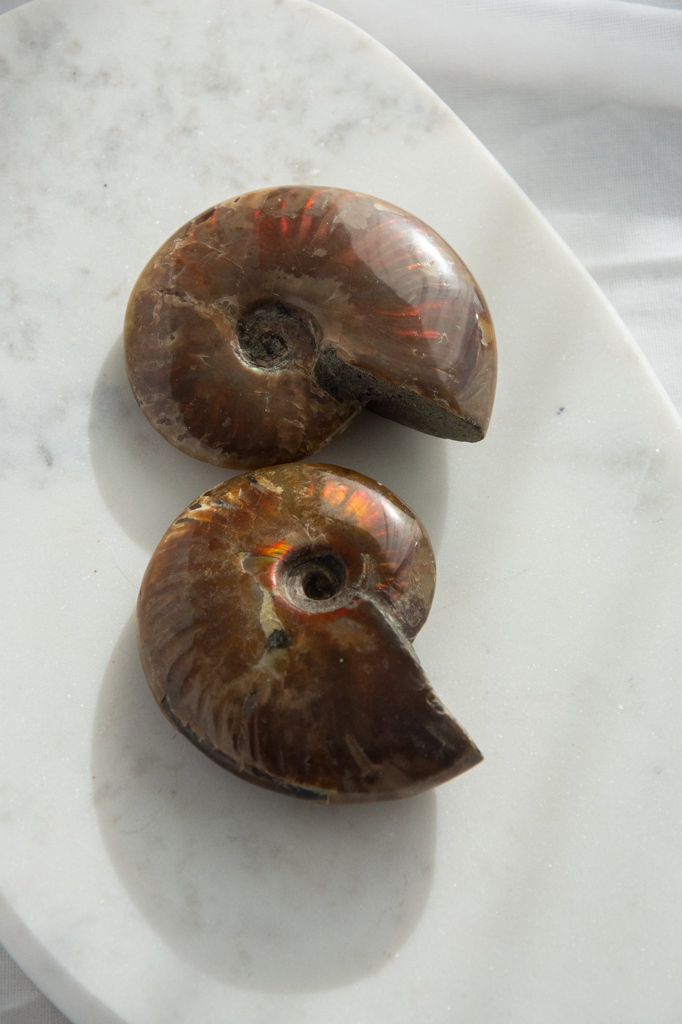 Ammonite irisée