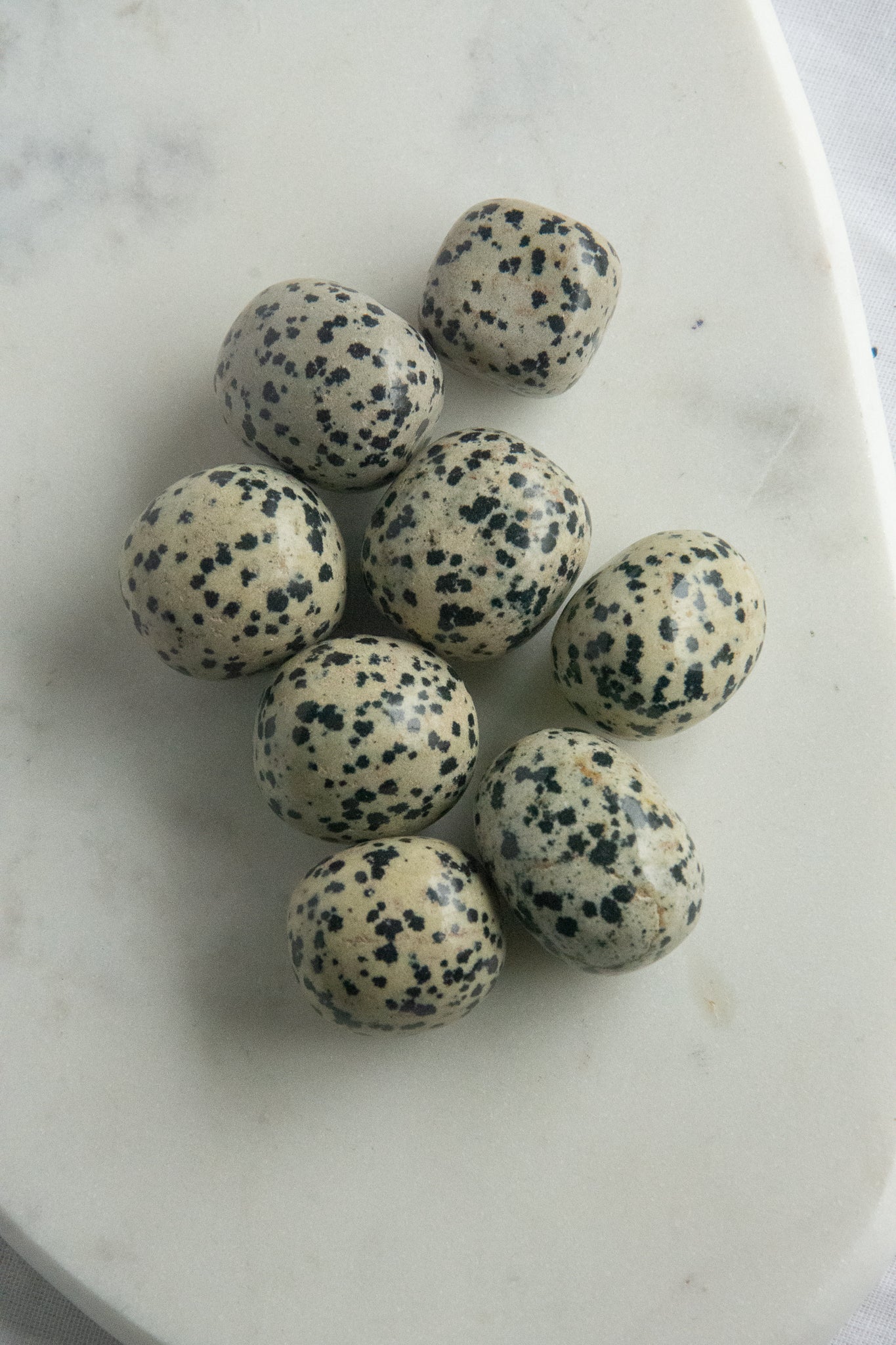 Jaspe Dalmatien
