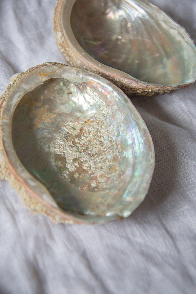 Coquille d'ormeaux de Bretagne 🐚