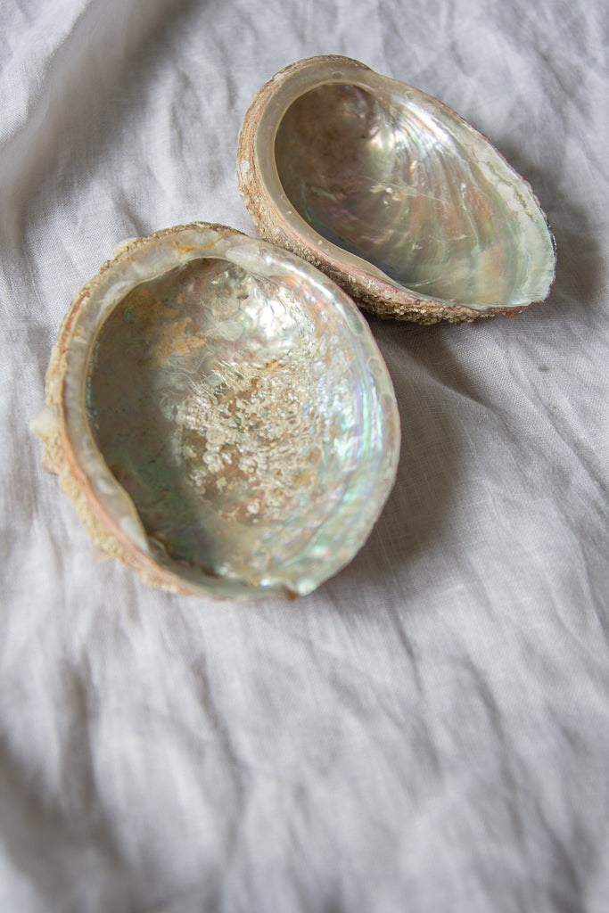Coquille d'ormeaux de Bretagne 🐚