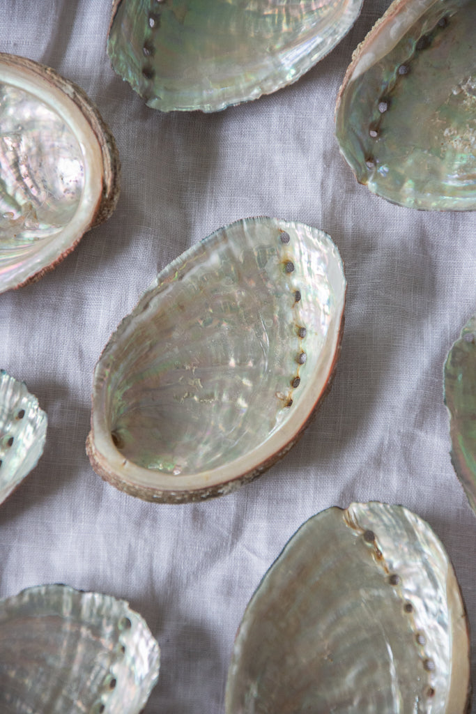 Coquille d'ormeaux de Bretagne 🐚