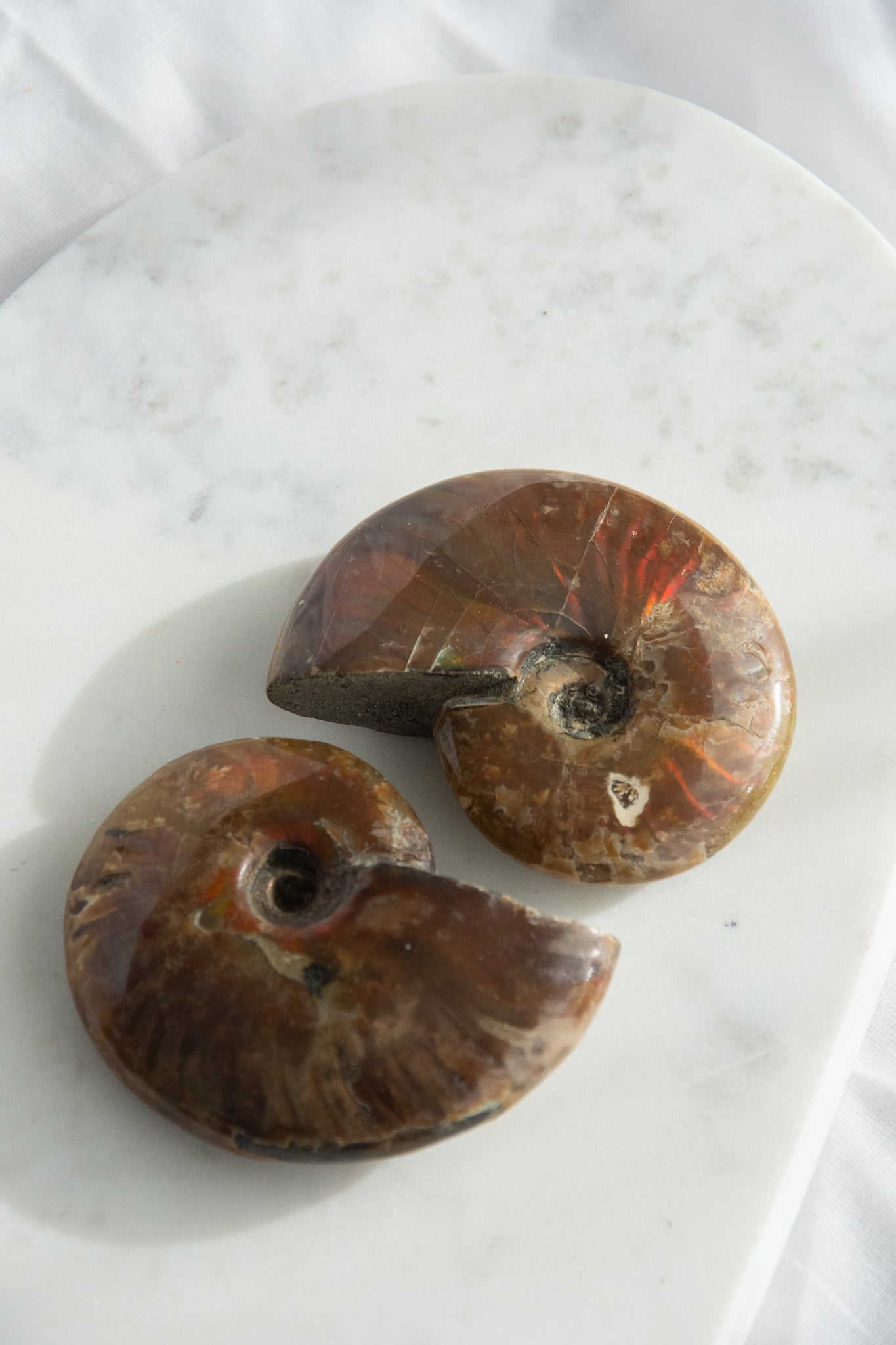 Ammonite irisée