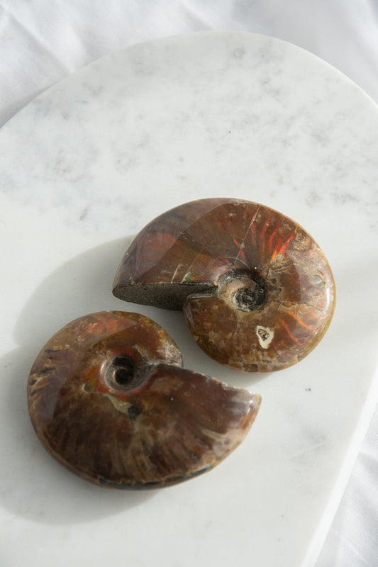 Ammonite irisée
