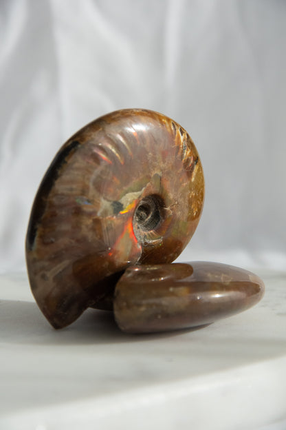 Ammonite irisée