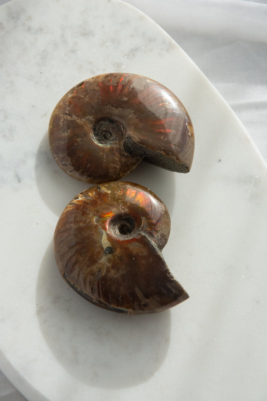 Ammonite irisée