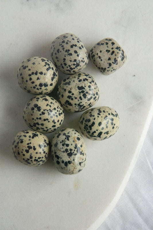 Jaspe Dalmatien