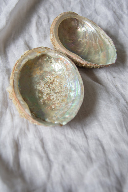 Coquille d'ormeaux de Bretagne 🐚