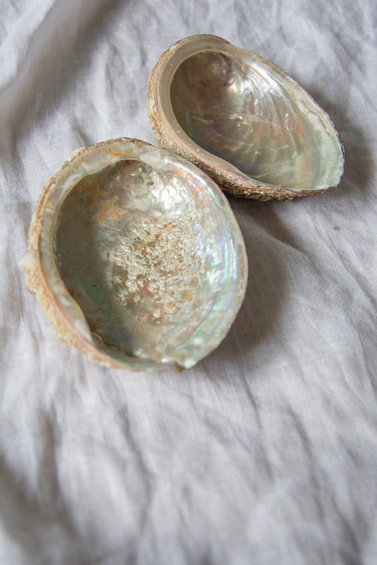 Coquille d'ormeaux de Bretagne 🐚