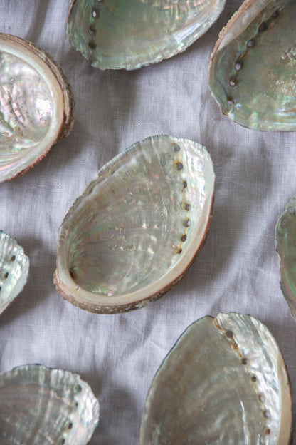 Coquille d'ormeaux de Bretagne 🐚
